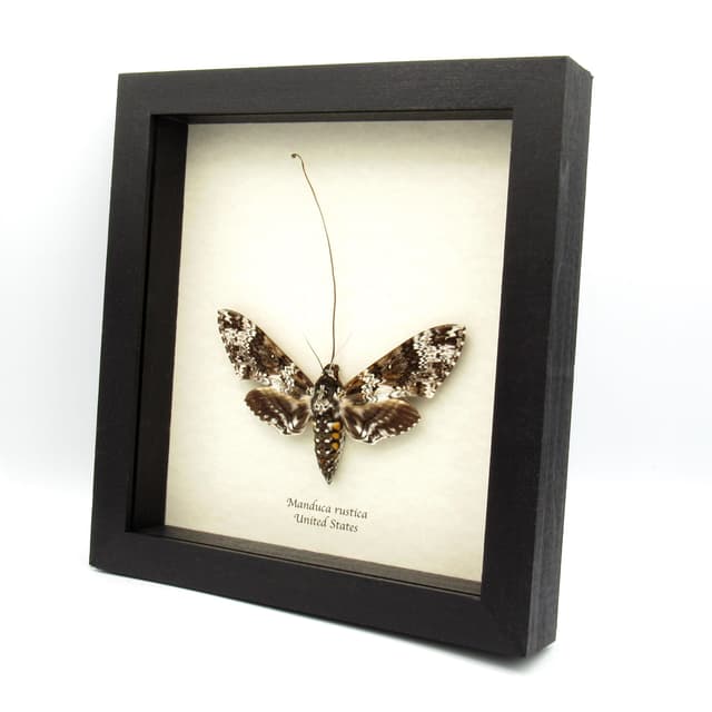 XL Rustic Sphinx moth framed taxidermy - Manduca rustica - female - extended proboscis