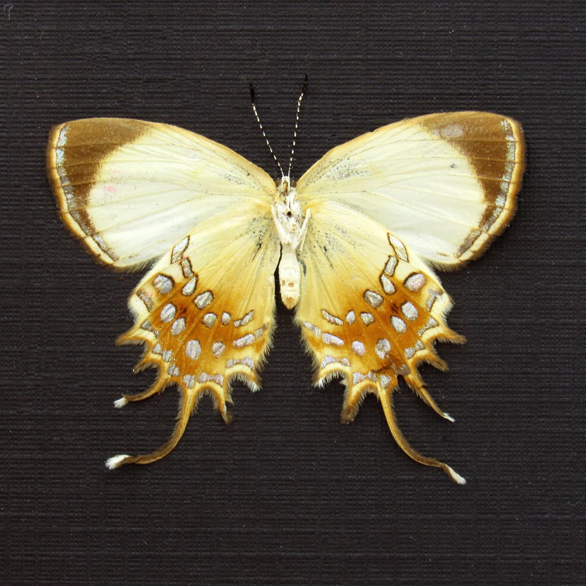 Real metallic gold butterfly framed taxidermy - Helicopis cupido - female - Victorian mount
