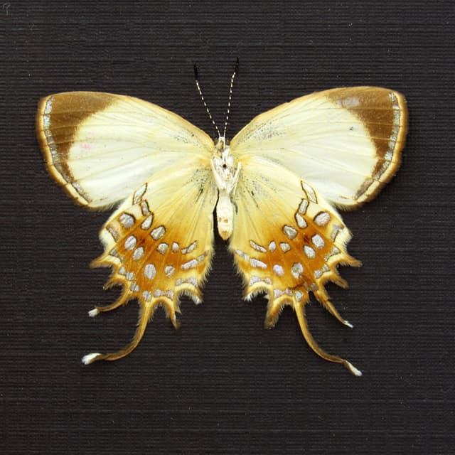 Real metallic gold butterfly framed taxidermy - Helicopis cupido - female - Victorian mount