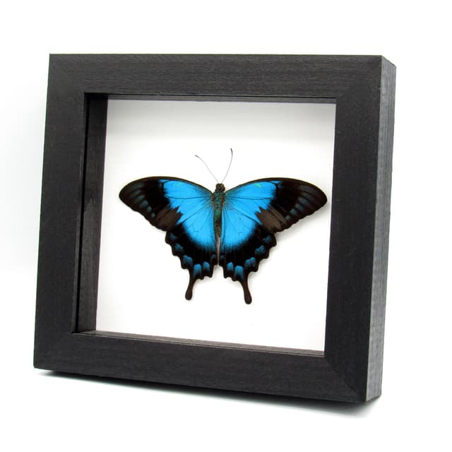 Large female Peacock Swallowtail butterfly framed taxidermy - Papilio lorquinianus - Victorian mount