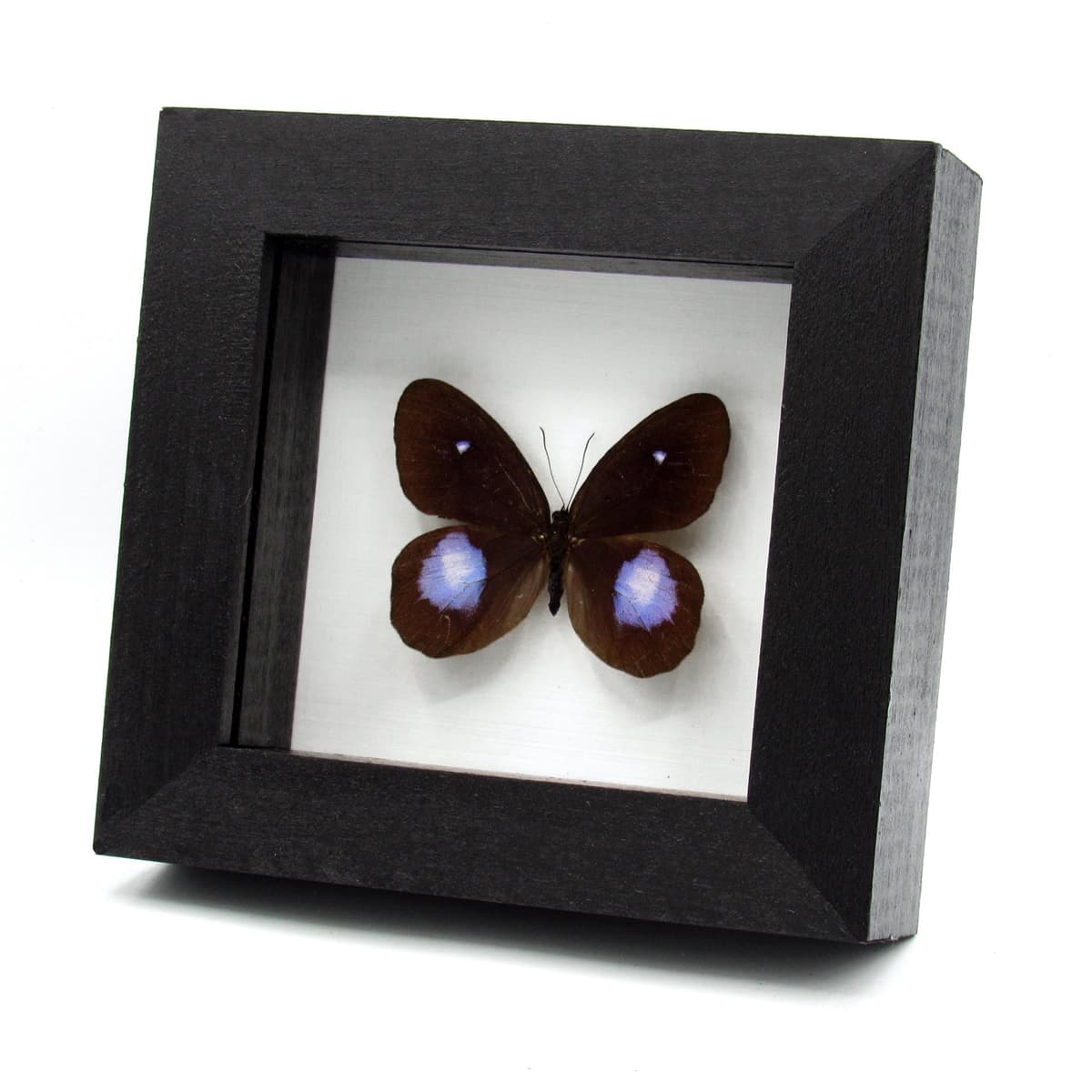 Real black and purple butterfly framed taxidermy - Pierella hortona