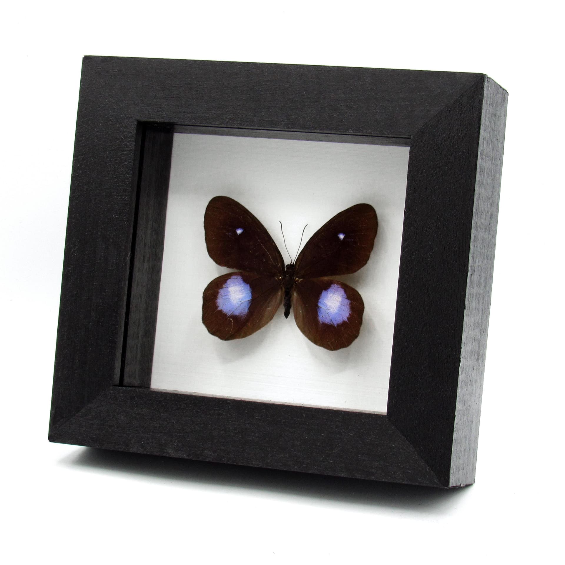 Real black and purple butterfly framed taxidermy - Pierella hortona