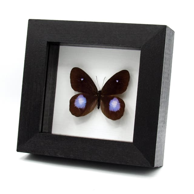 Real black and purple butterfly framed taxidermy - Pierella hortona