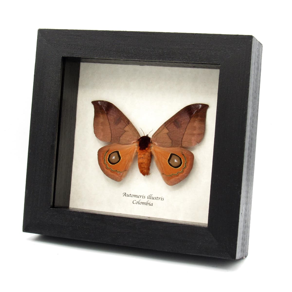 Real Saturn moth framed taxidermy - Automeris illustris - female