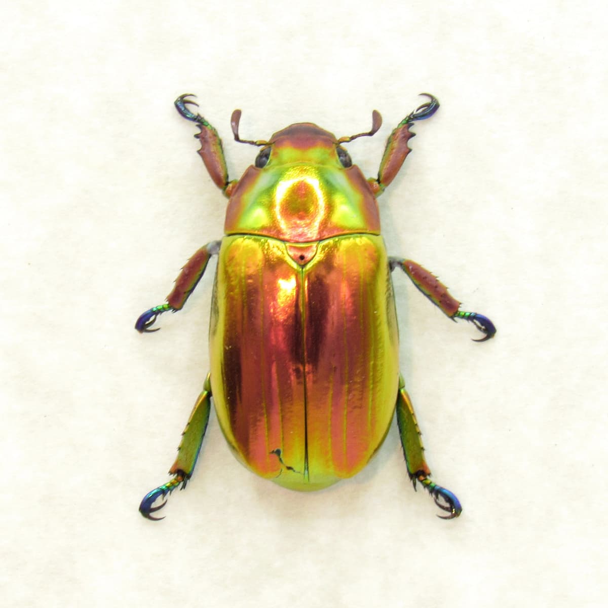 Very rare real Jewel beetle framed taxidermy - Chrysina chrysargyrea - red form!