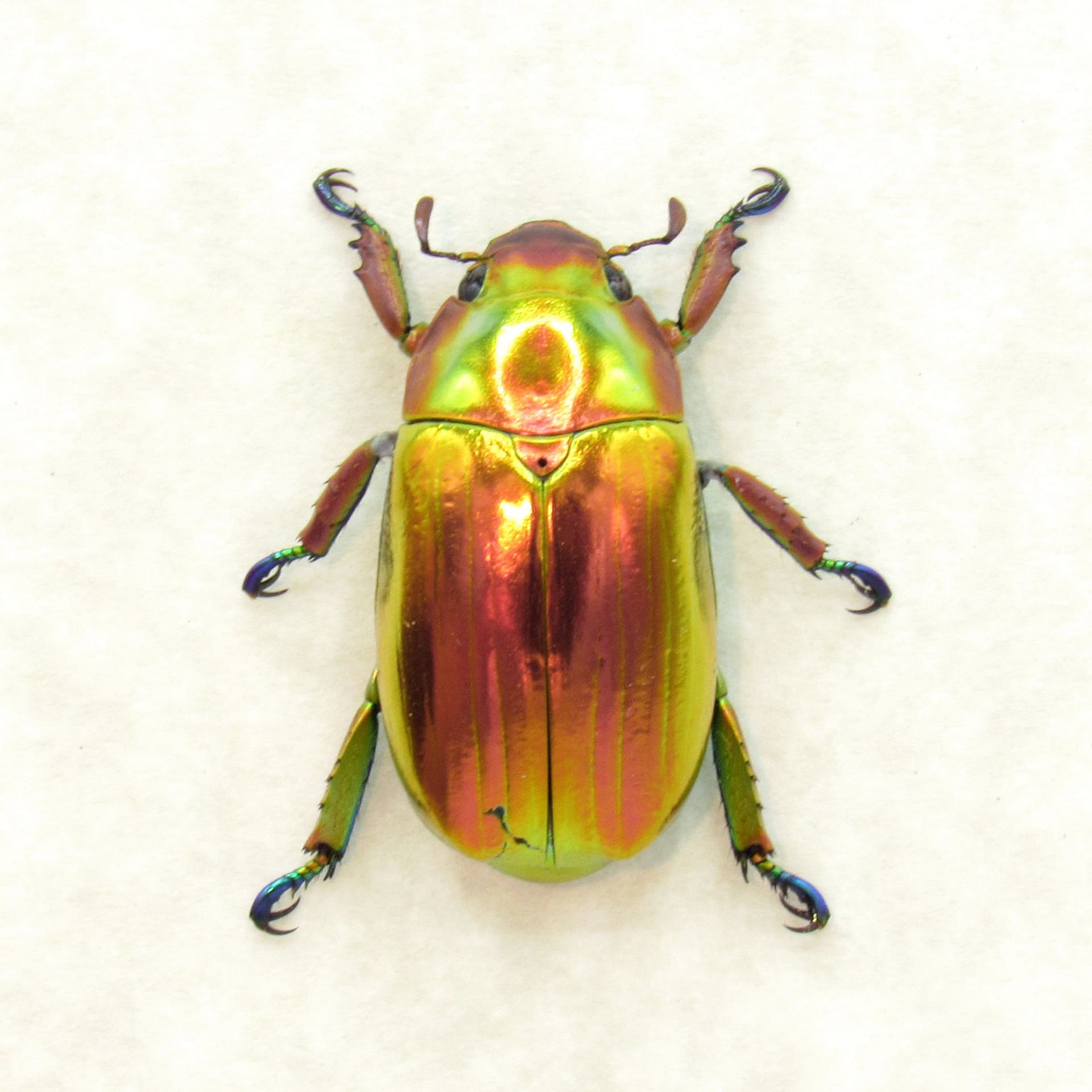 Very rare real Jewel beetle framed taxidermy - Chrysina chrysargyrea - red form!