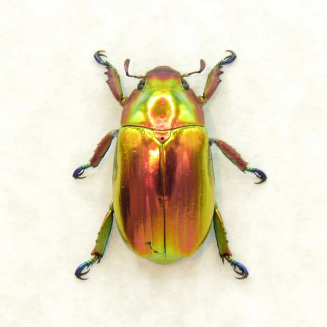 Very rare real Jewel beetle framed taxidermy - Chrysina chrysargyrea - red form!