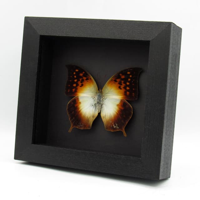 Rare Pointed Pearl butterfly framed taxidermy - Charaxes acuminatus - large female