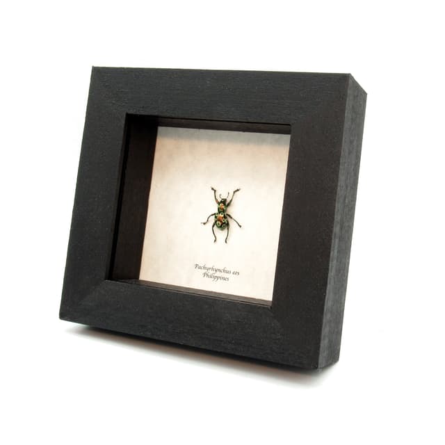 WEEVIL MANIA - Real red beetle framed taxidermy - Pachyrhynchus eos - female