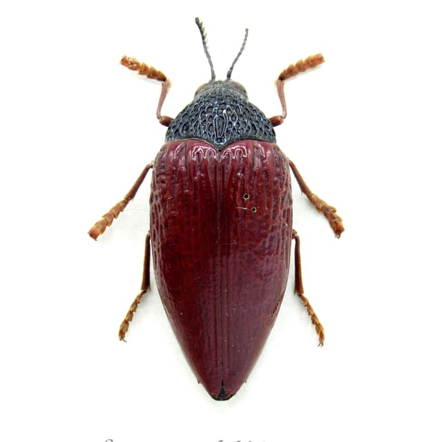 Real giant Jewel beetle framed taxidermy - Sternocera hildebrandti - large female