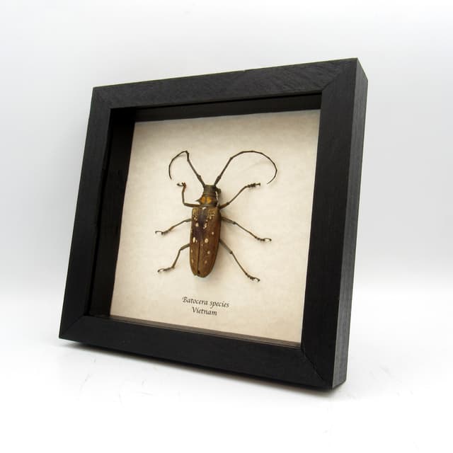 Real very large Long Horn beetle framed taxidermy - Batocera species