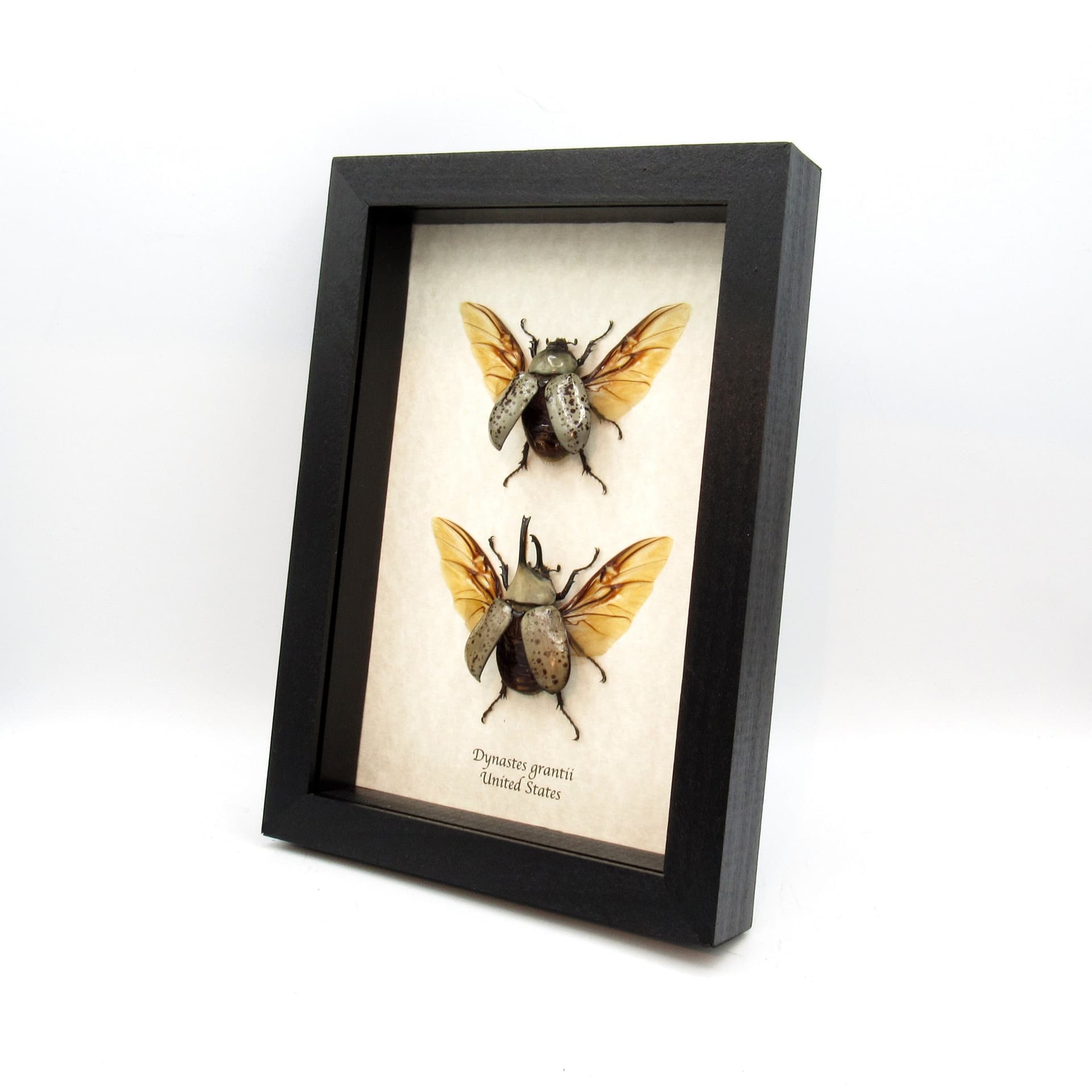 Real Western Hercules beetles framed taxidermy - Dynastes grantii - M+F pair