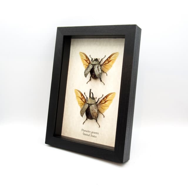 Real Western Hercules beetles framed taxidermy - Dynastes grantii - M+F pair