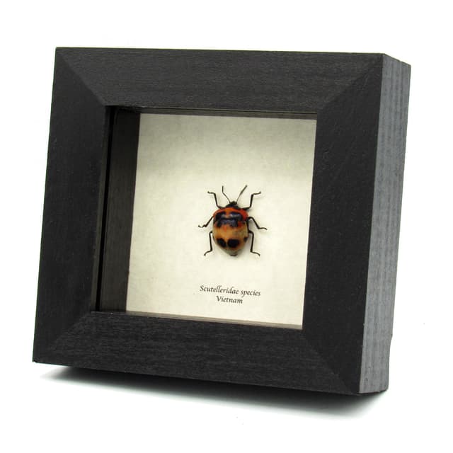 Real Shield bug framed taxidermy - Scutelleridae species