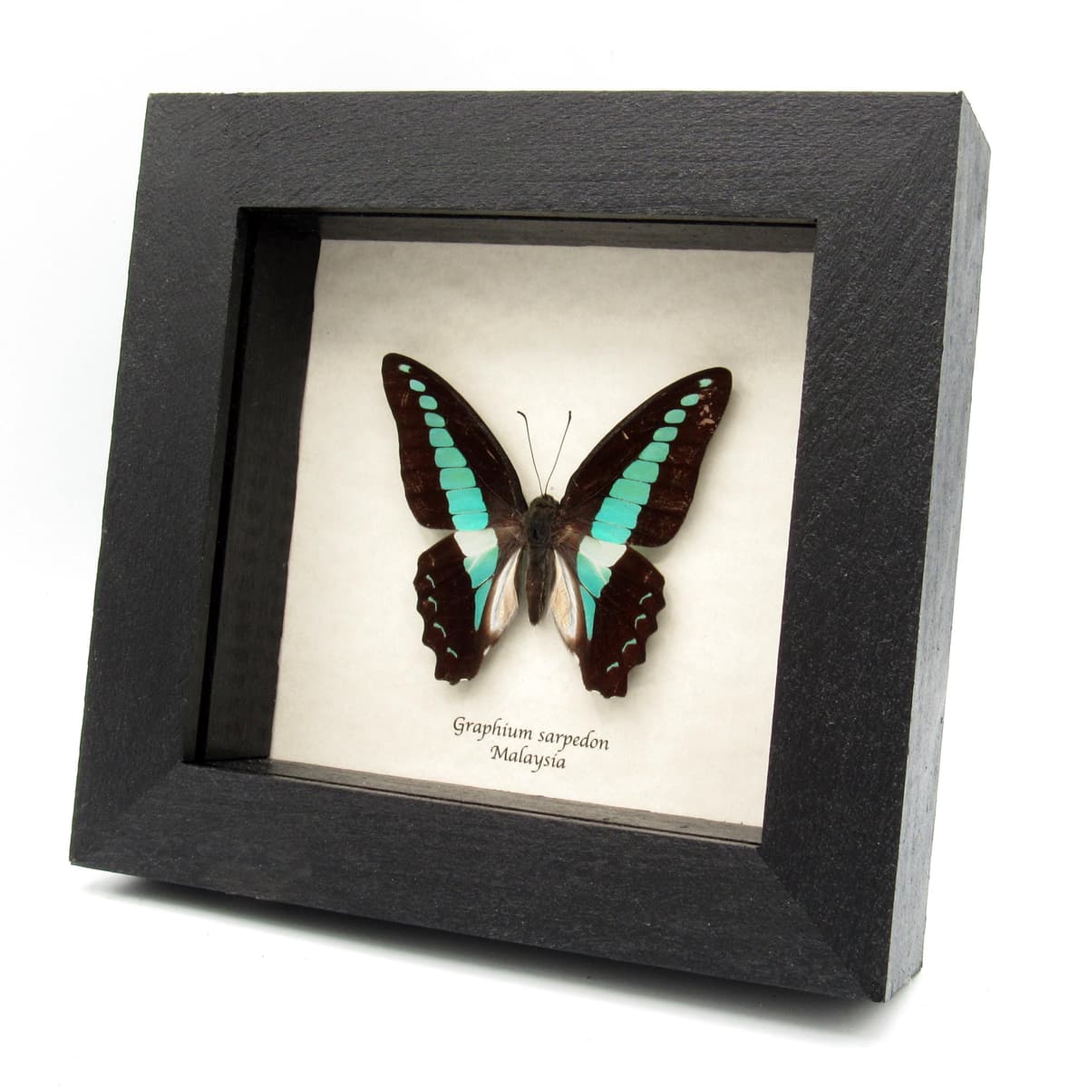 Real Bluebottle butterfly framed taxidermy - Graphium sarpedon