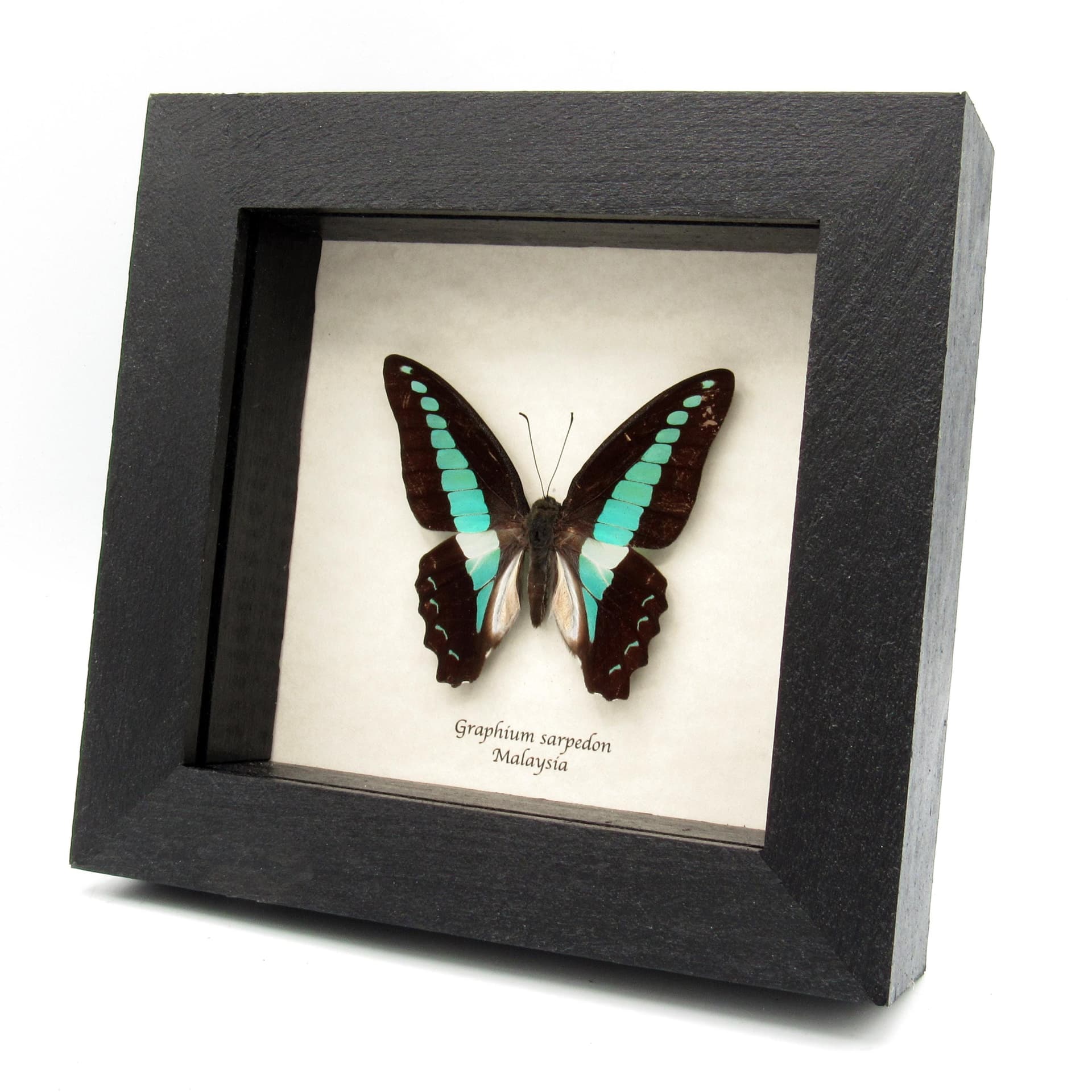 Real Bluebottle butterfly framed taxidermy - Graphium sarpedon
