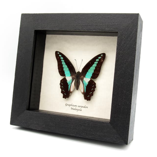 Real Bluebottle butterfly framed taxidermy - Graphium sarpedon