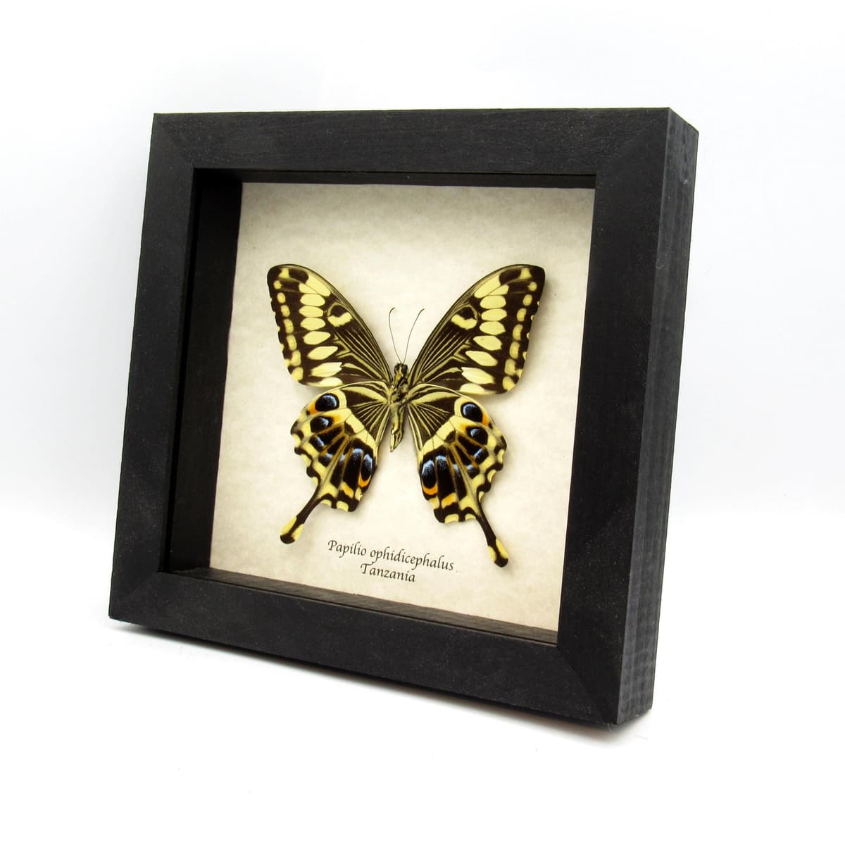 Real Giant Swallowtail butterfly framed taxidermy - Papilio ophidicephalus