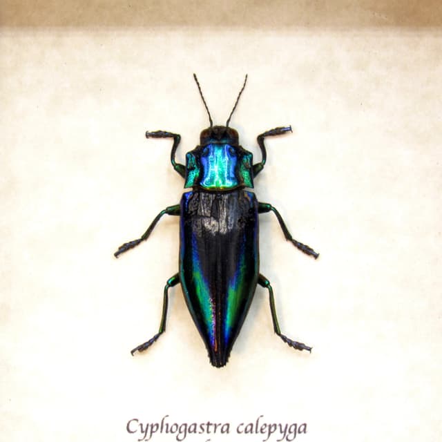 Real deep purple jewel beetle framed taxidermy - Cyphogastra calepyga