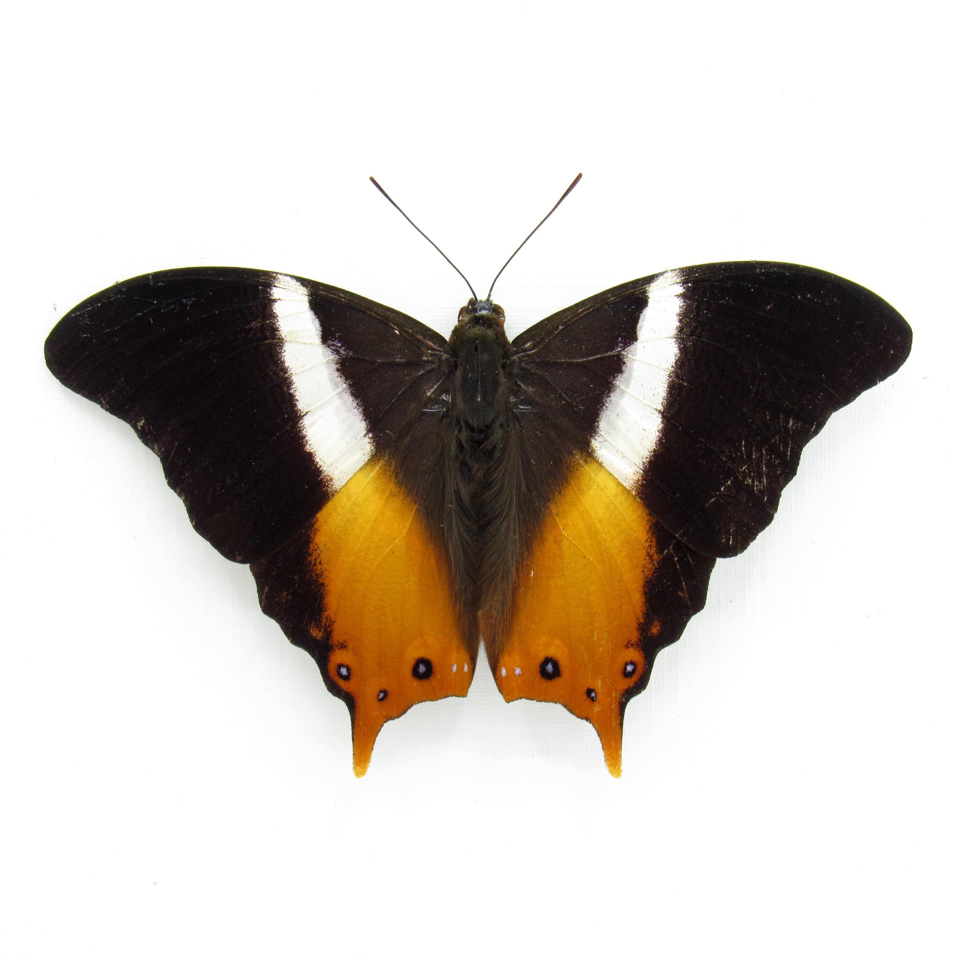 Rare orange Ussher's Palla butterfly framed taxidermy - Palla ussheri - Victorian mount