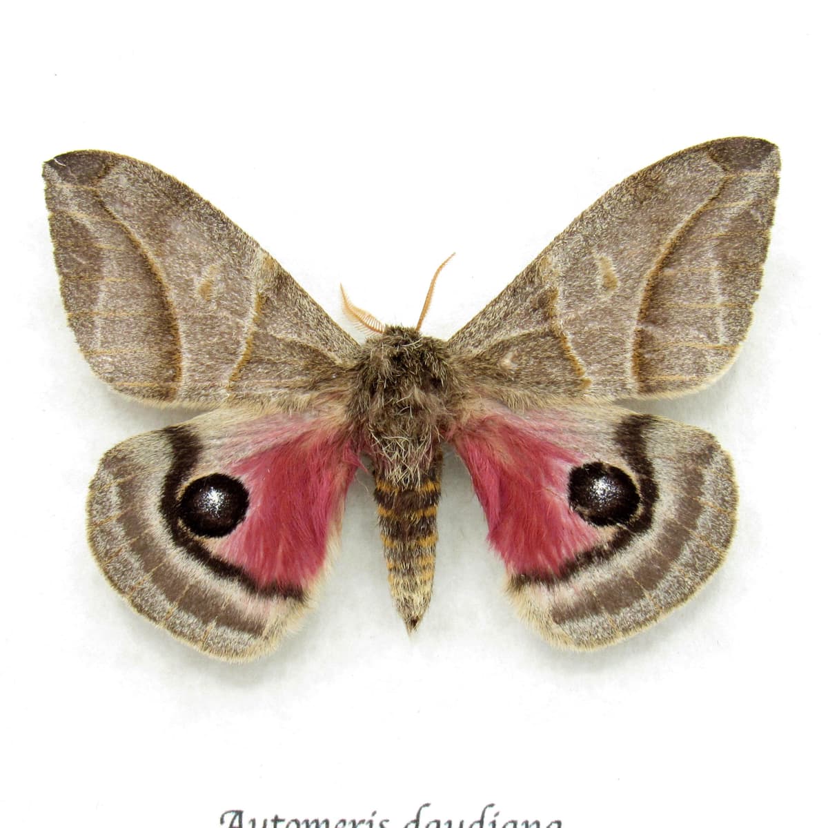 Real pink Saturn moth framed taxidermy - Automeris daudiana