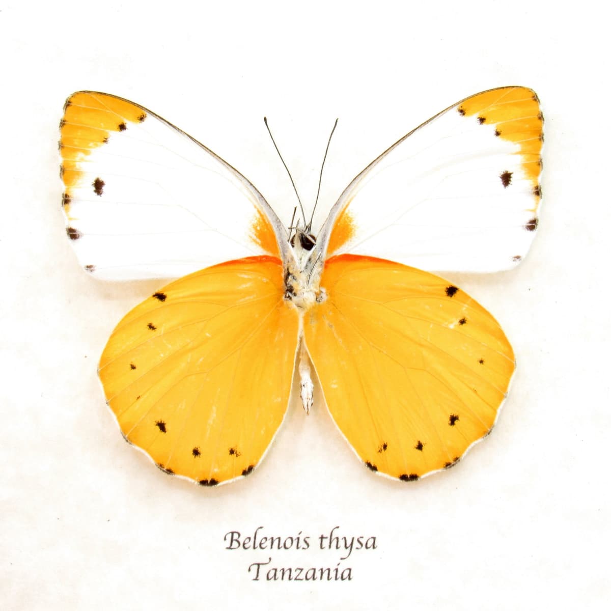 Real yellow framed taxidermy butterfly - Belenois thysa