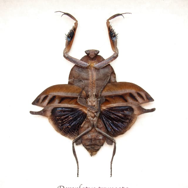 Rare Dead Leaf Mantis framed taxidermy - Deroplatys truncata - female