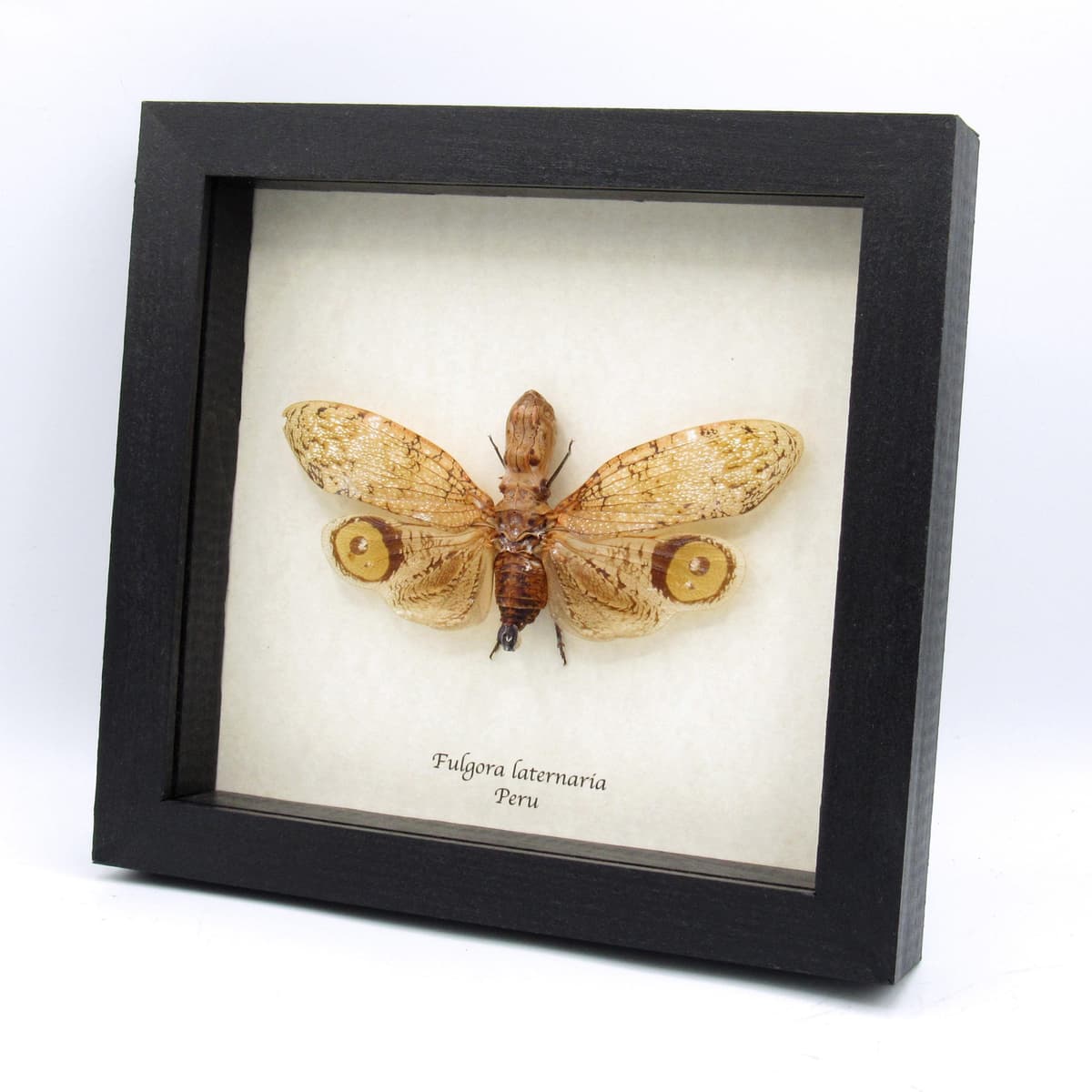 Real Peanut Head Lanternfly framed taxidermy - Fulgora laternaria