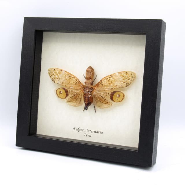Real Peanut Head Lanternfly framed taxidermy - Fulgora laternaria