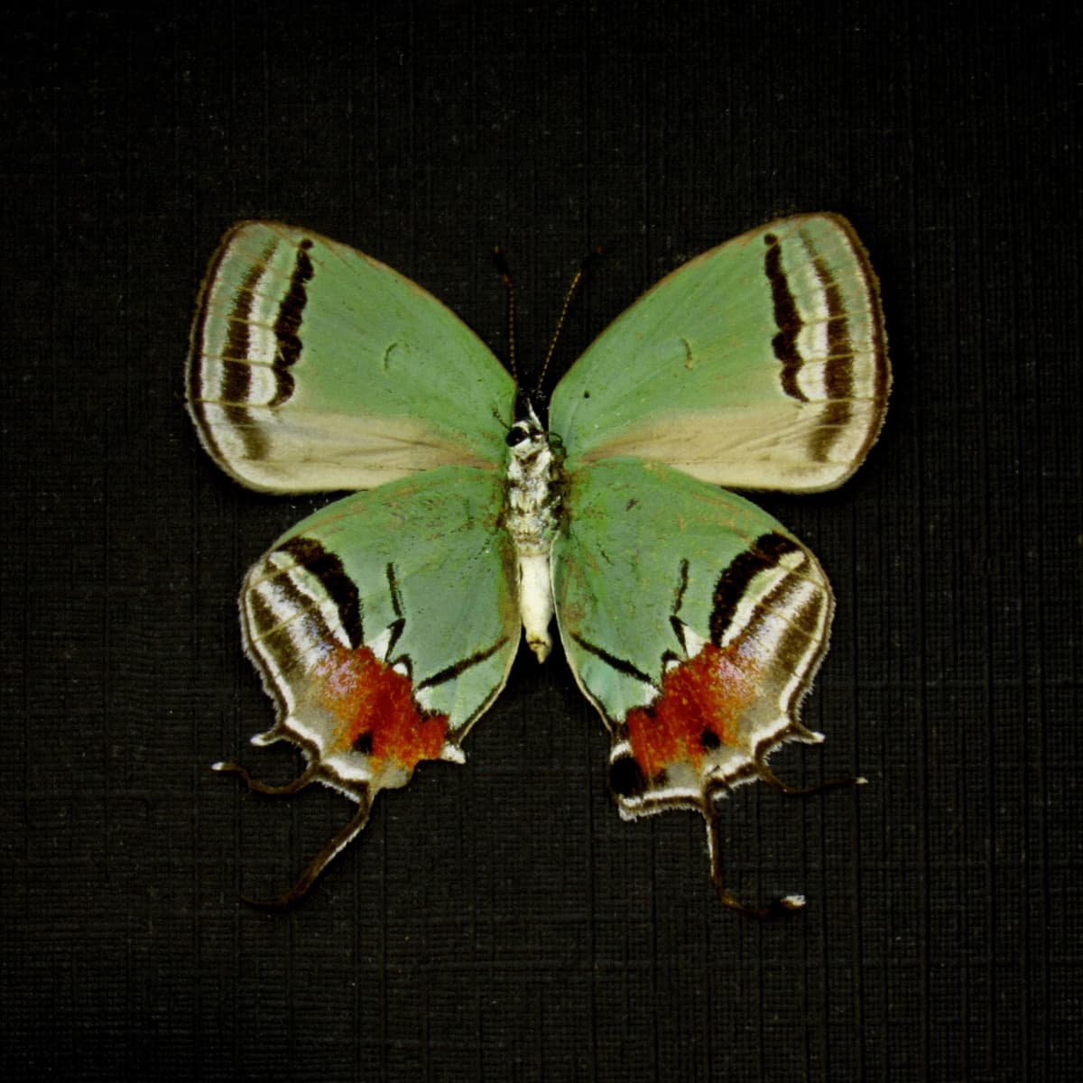 Rare green Hairstreak butterfly framed taxidermy - Lamasina species