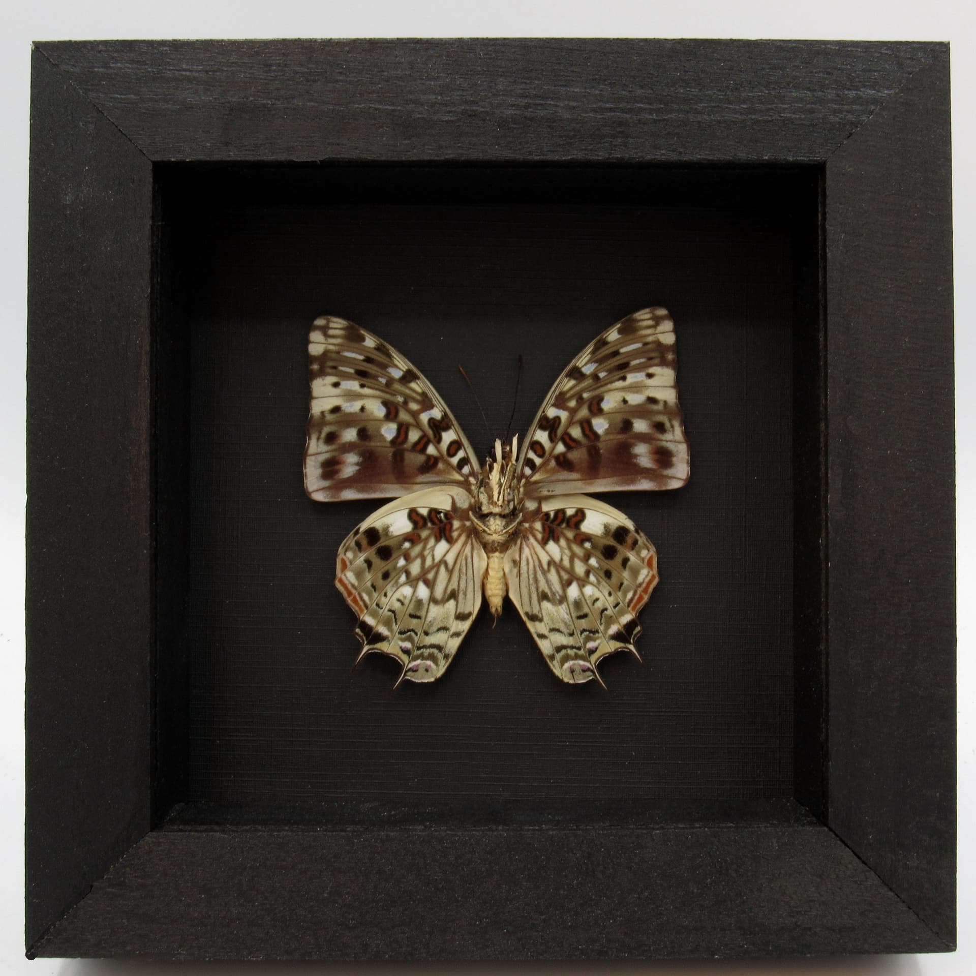 Real butterfly framed taxidermy - Charaxes etesippe