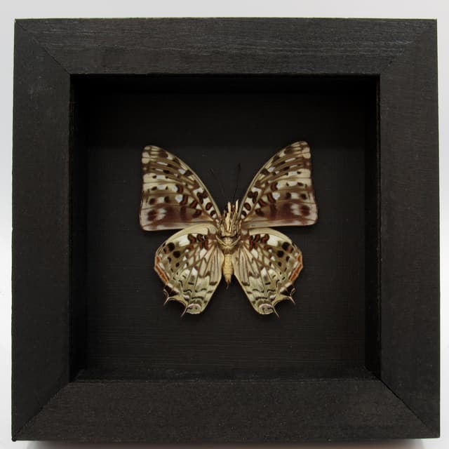 Real butterfly framed taxidermy - Charaxes etesippe