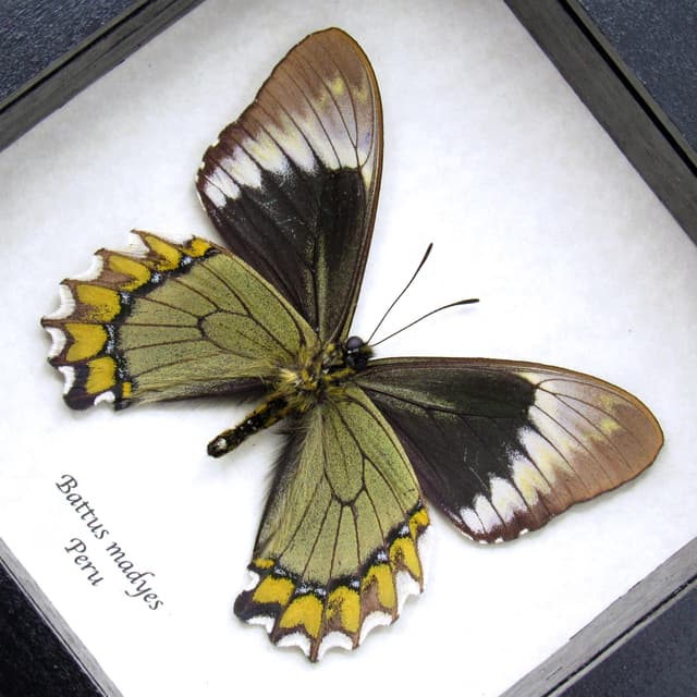 Real green Madyes Swallowtail butterfly framed taxidermy - Battus madyes