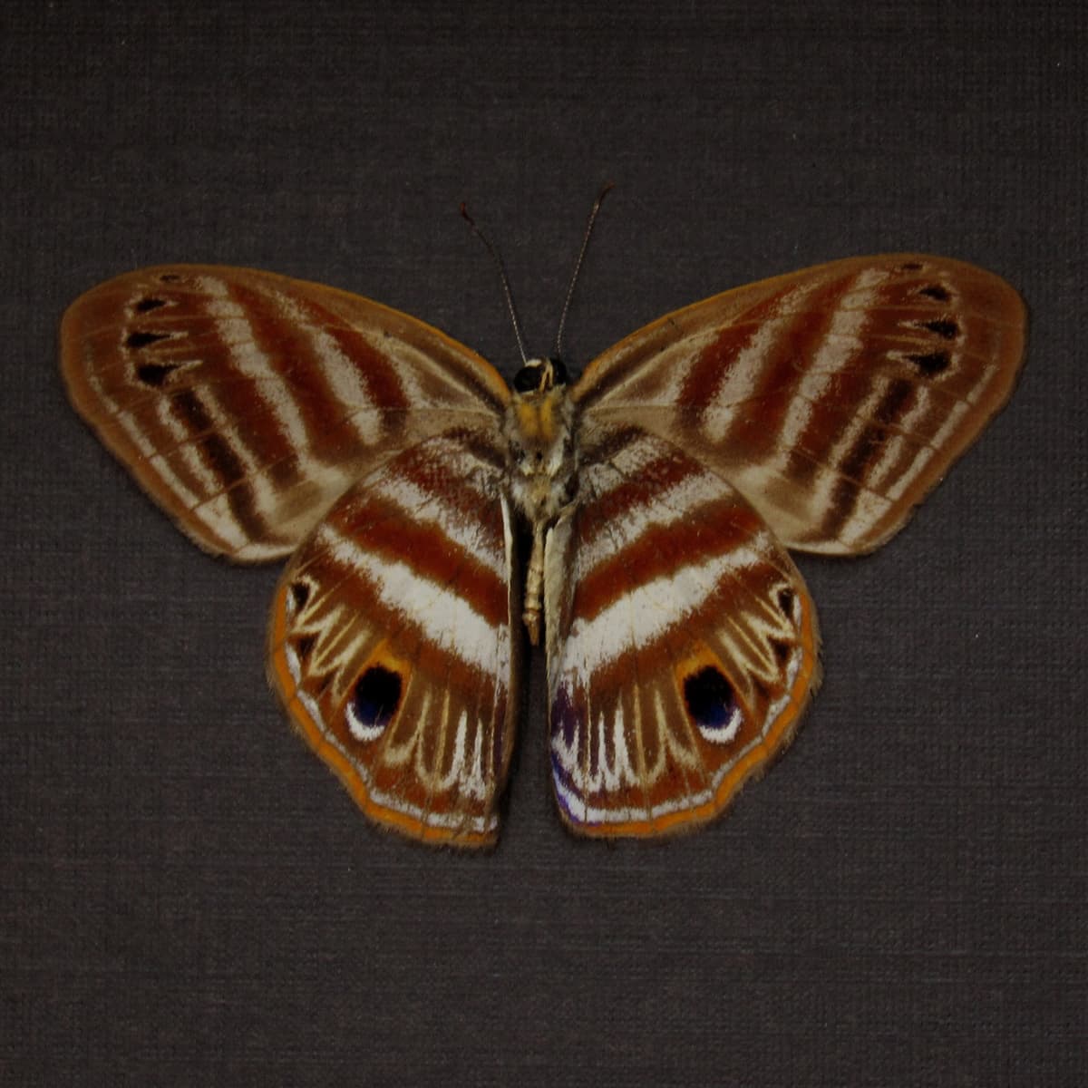 Real Metalmark butterfly framed taxidermy - Euselasia orfita - Victorian mount