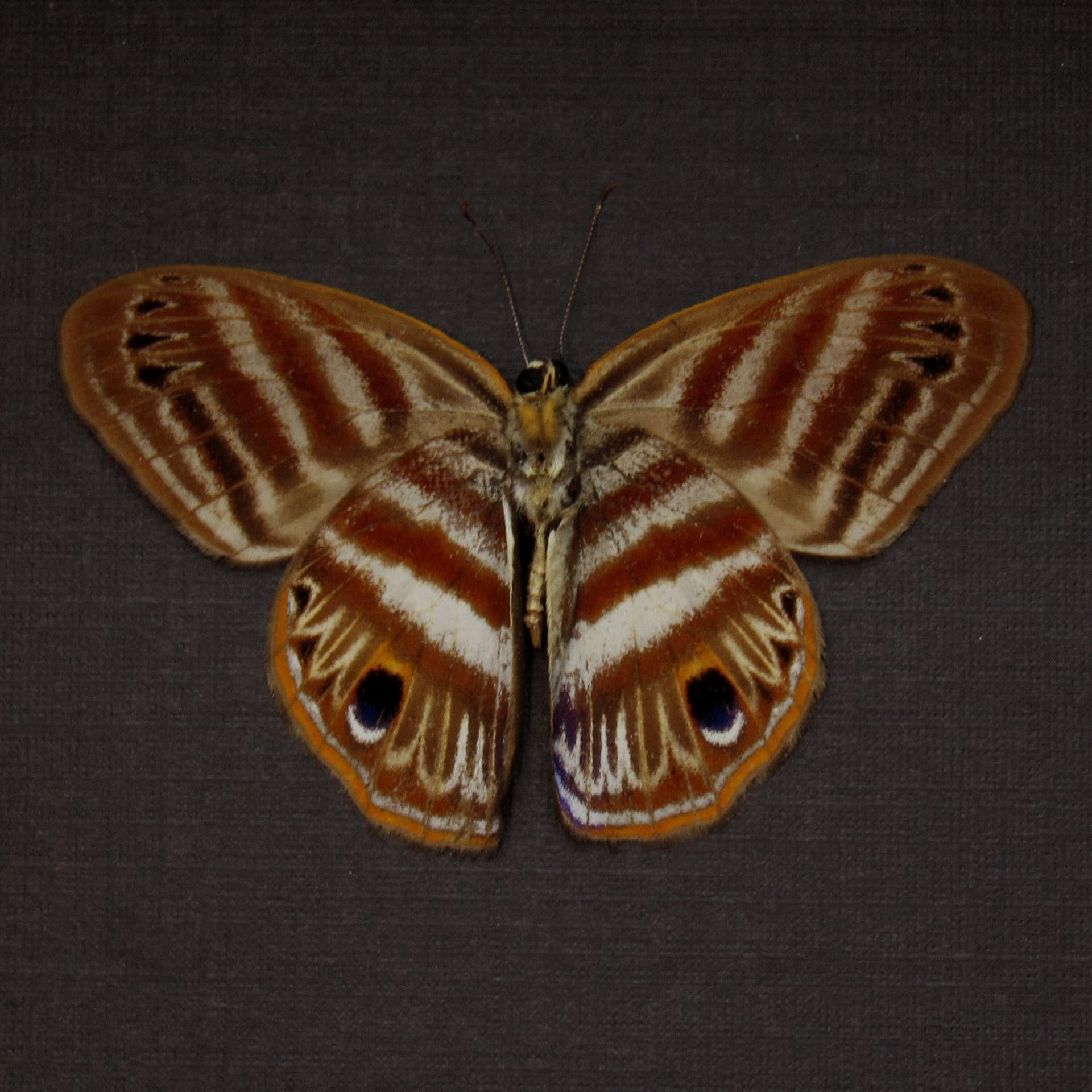 Real Metalmark butterfly framed taxidermy - Euselasia orfita - Victorian mount