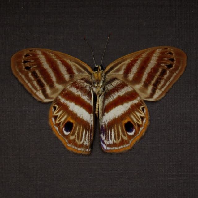 Real Metalmark butterfly framed taxidermy - Euselasia orfita - Victorian mount
