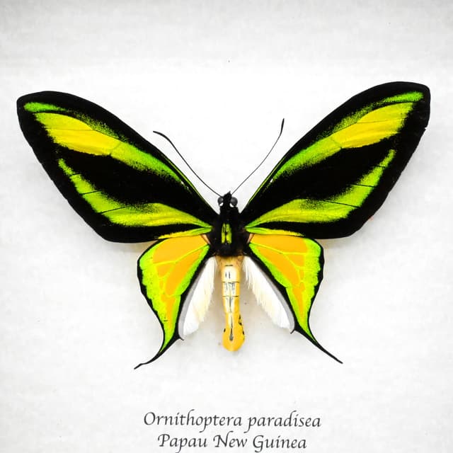Very rare Paradise Birdwing butterfly specimen - Ornithoptera paradisea - XL specimen