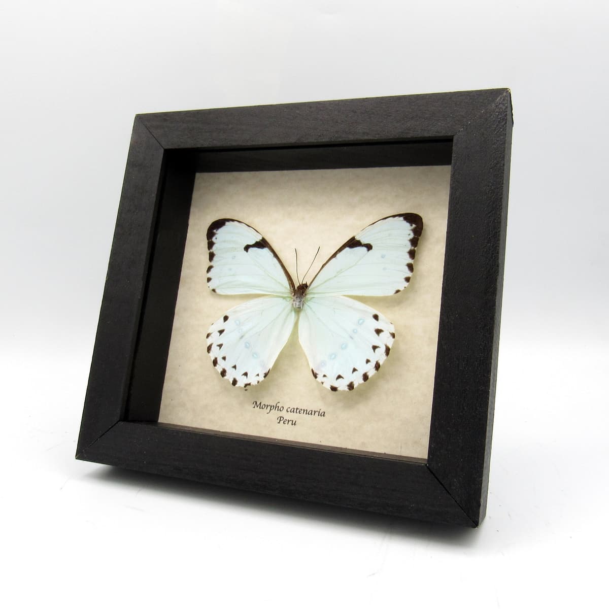 Real mint Morpho butterfly framed taxidermy - Morpho catenaria