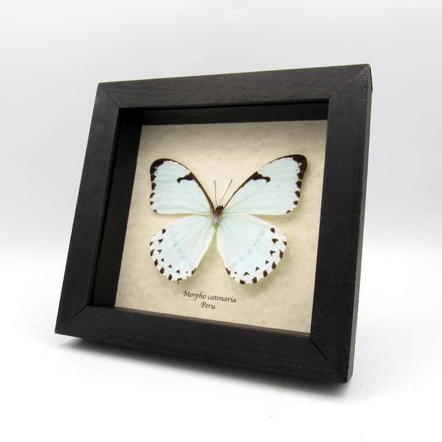 Real mint Morpho butterfly framed taxidermy - Morpho catenaria