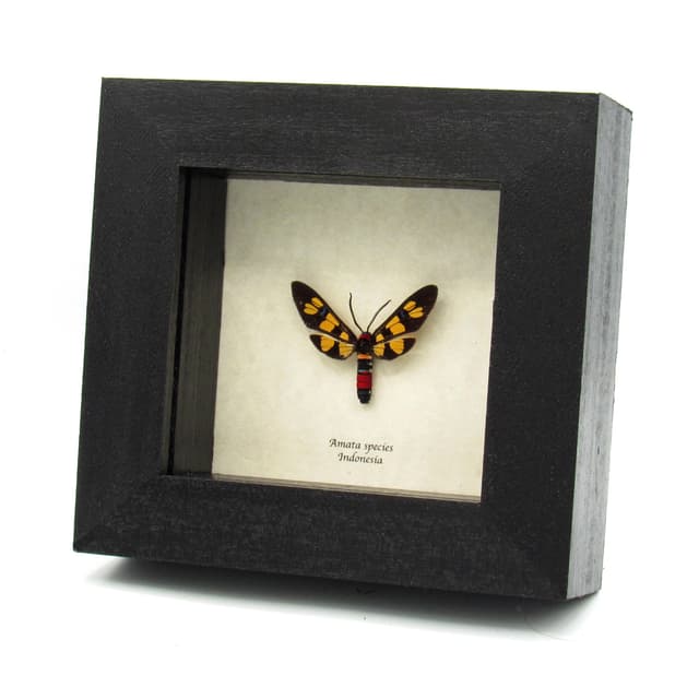Rare Tiger Wasp Moth framed taxidermy - Amata species
