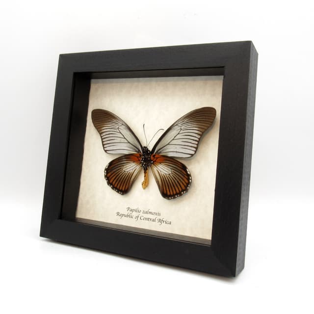 Real Giant Swallowtail butterfly framed taxidermy - Papilio zalmoxis