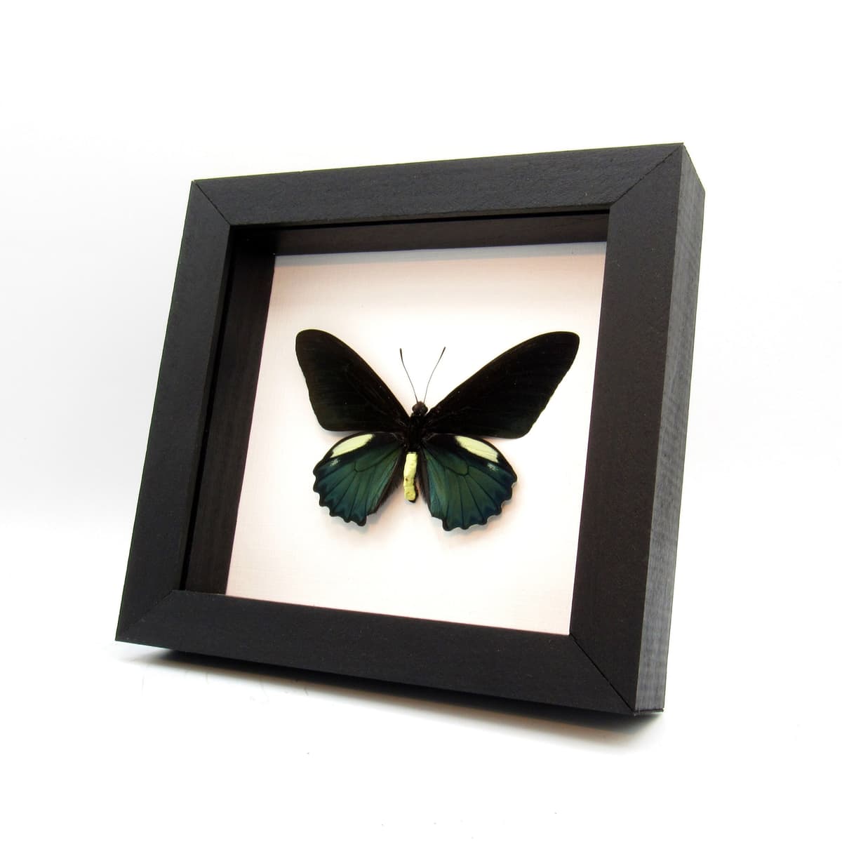 Large iridescent green butterfly framed taxidermy - Battus belus