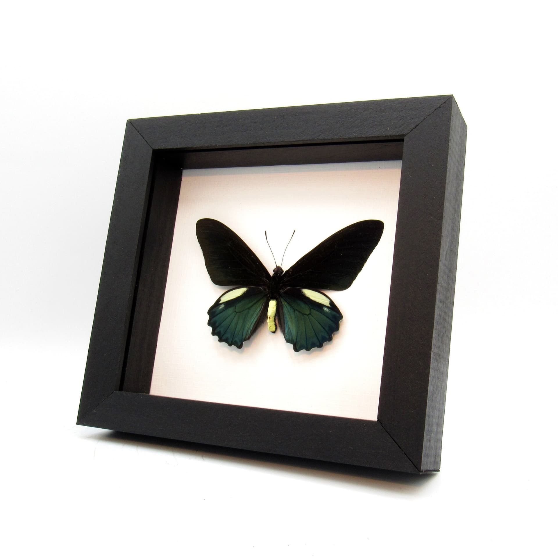 Large iridescent green butterfly framed taxidermy - Battus belus