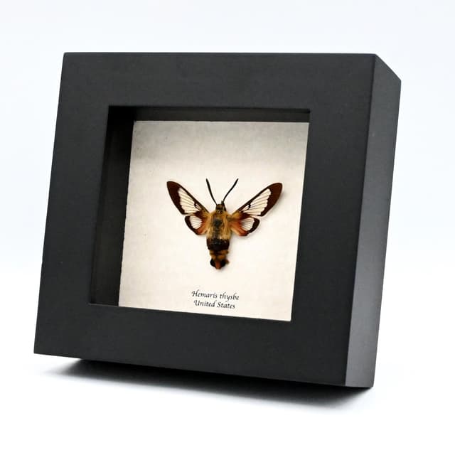 Real furry Hummingbird Clearwing moth framed taxidermy - Hemaris thysbe