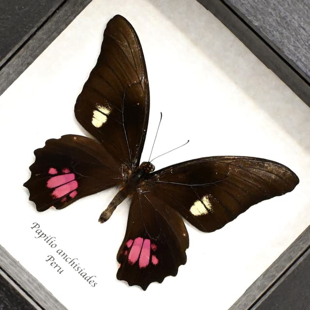 Real Ruby-spotted Swallowtail butterfly framed - Papilio anchisiades