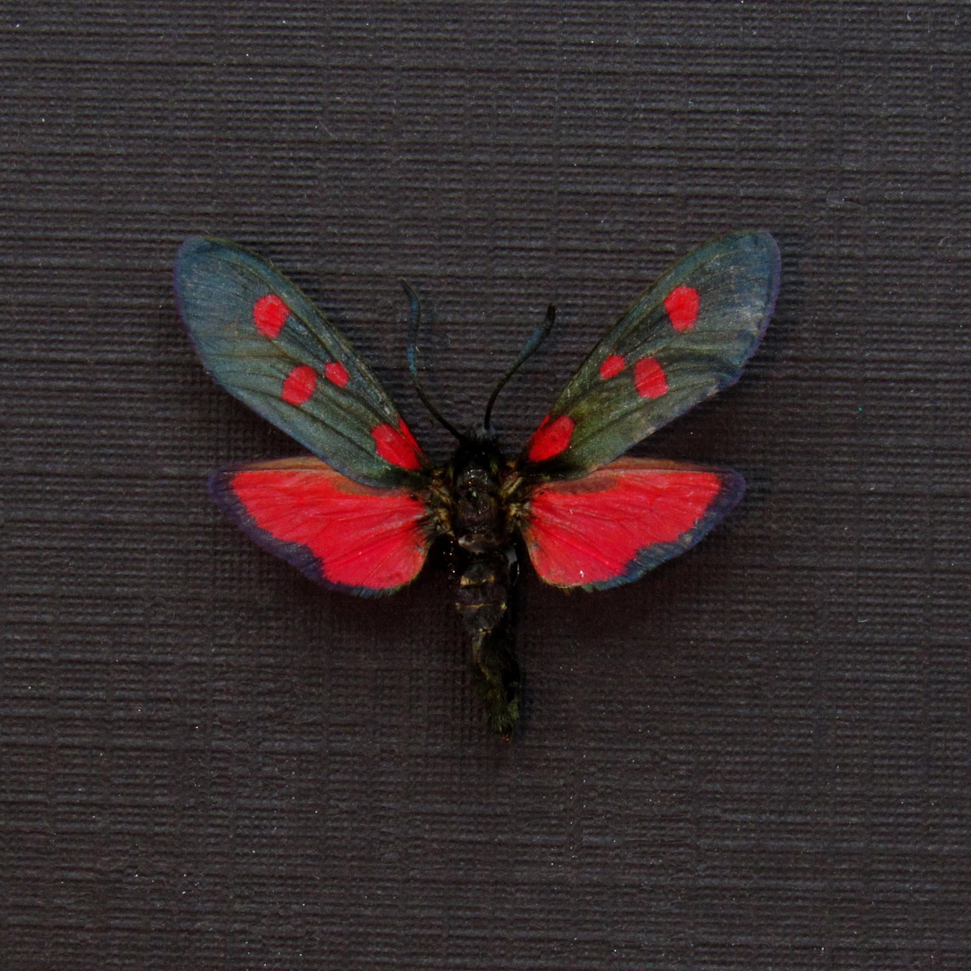 Real red Five Spot Burnet moth framed taxidermy - Zygaena lonicerae