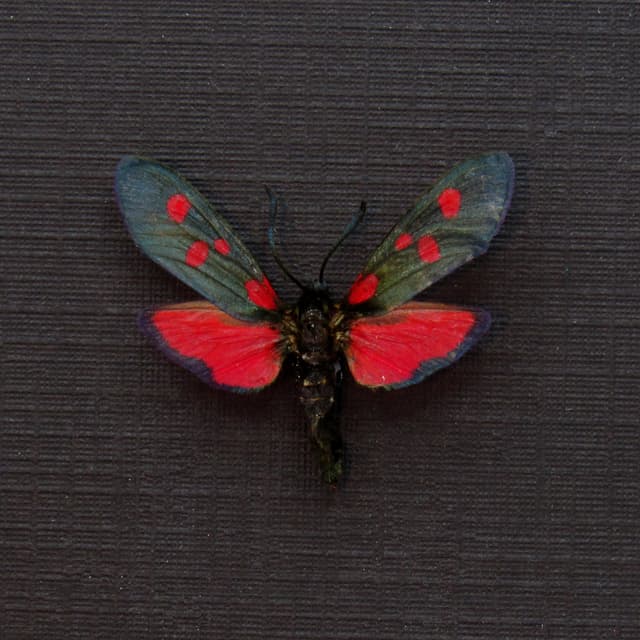 Real red Five Spot Burnet moth framed taxidermy - Zygaena lonicerae