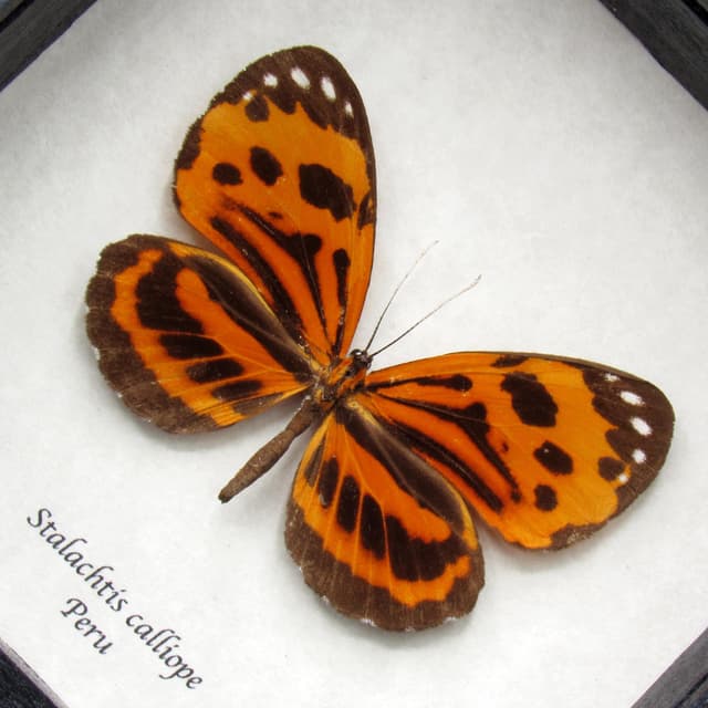 Real orange Longwing Mimic butterfly taxidermy - Stalachtis calliope