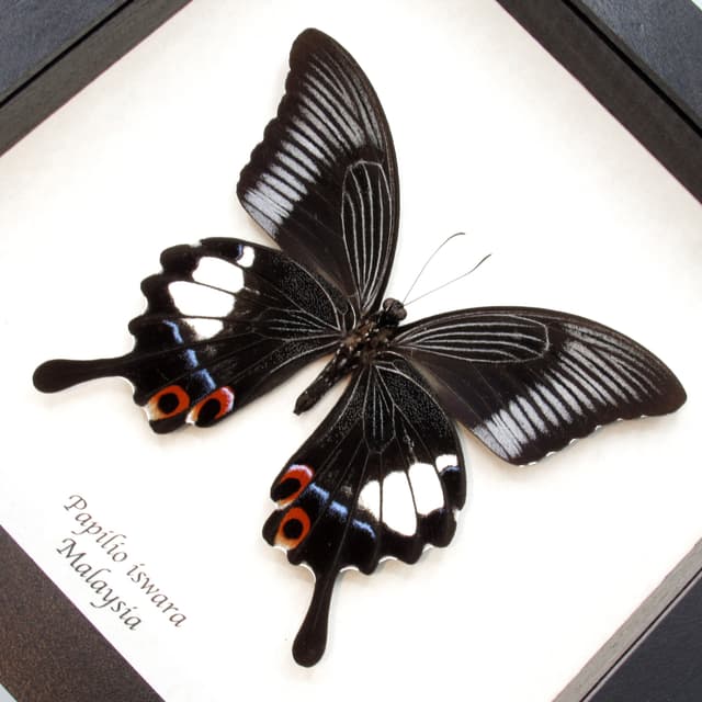 Rare Giant Swallowtail butterfly framed taxidermy - Papilio iswara