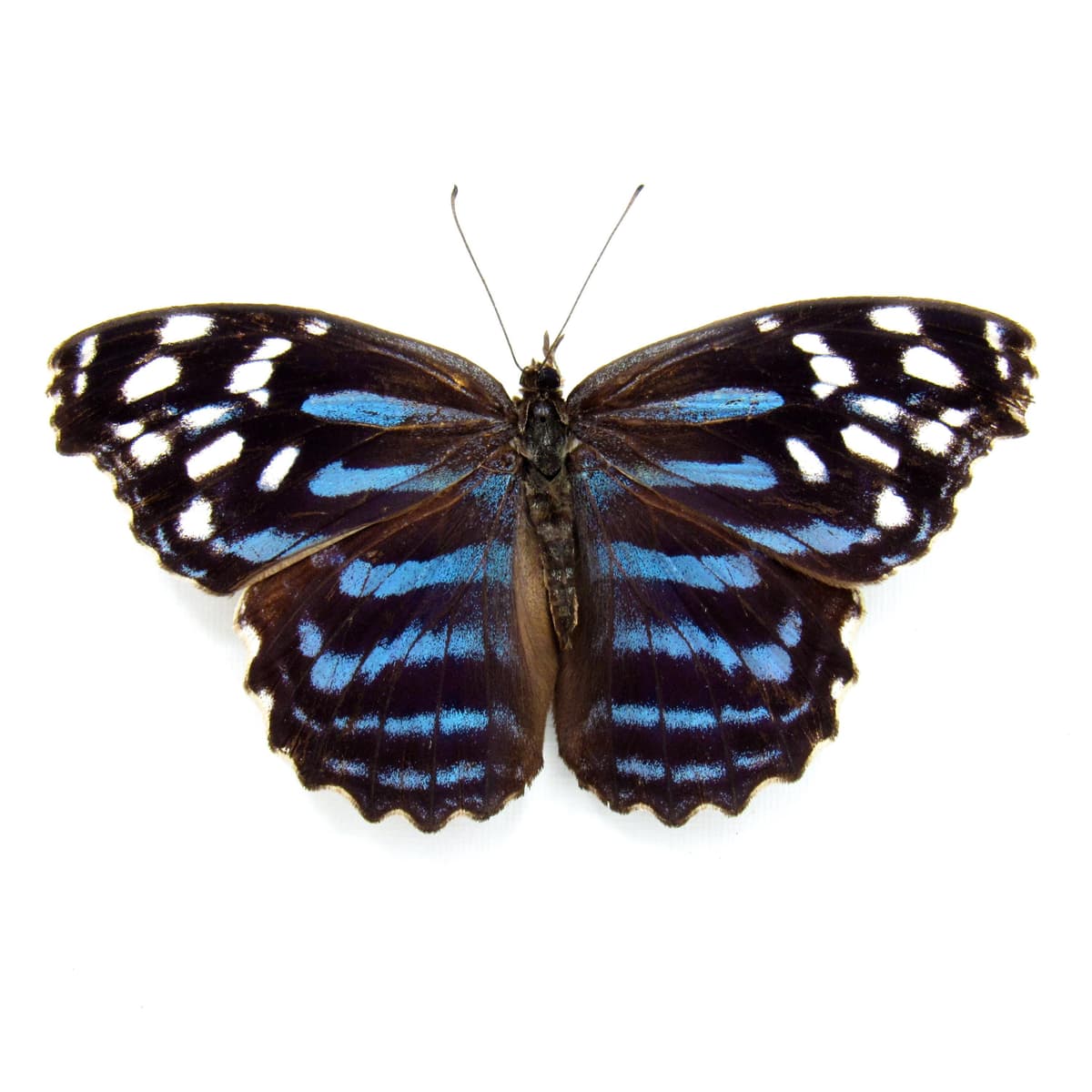 Real Blue Wing butterfly framed taxidermy - Myscelia ethusa - Victorian mount